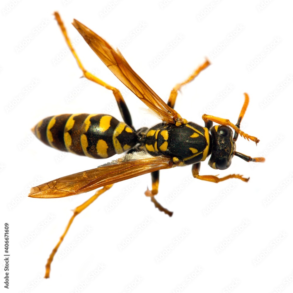 Obraz premium wasp or German yellowjacket isolated on white background