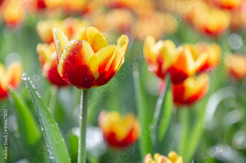 Bright colorful tulips on a windy spring day