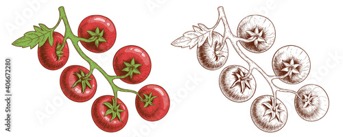Tomatoes. Tomatoes on branches, hand-drawn. Engraving style and color, illustration isolated on white.
