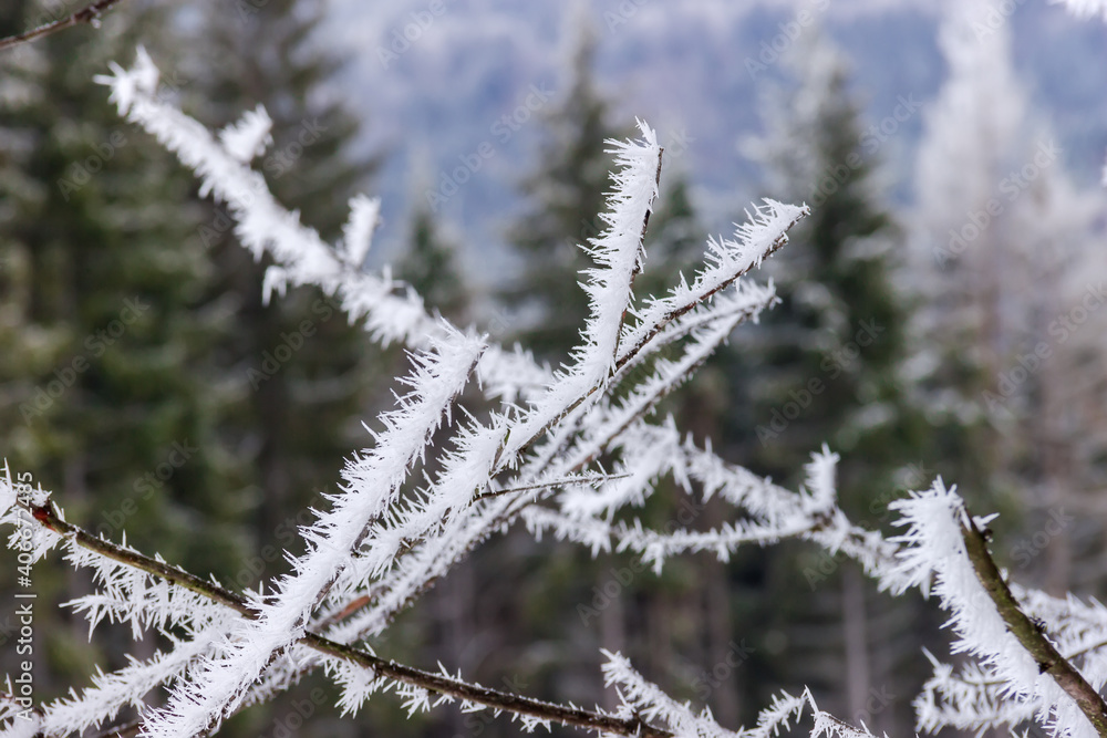 Background of hoarfrost on dry branches on a blurred background