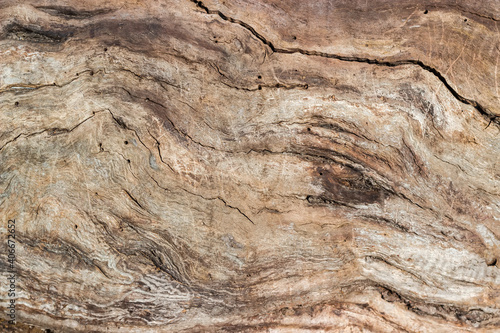 Cracked trunk of withered tree without bark, background