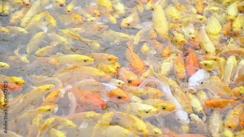 Wallpaper Mural Group of fancy carp or koi eating food in the middle of a large pond. Torontodigital.ca