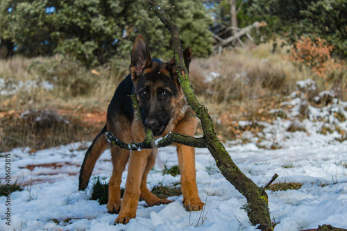 german shepherd dog in the snow