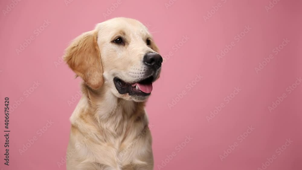 cute Labrador retriever dog looking to side, holding tongue exposed and craving for food, panting, licking nose and sitting on pink background in studio cute Labrador retriever dog looking to side, holding tongue exposed and craving for food, panting, licking nose and sitting on pink background in studio