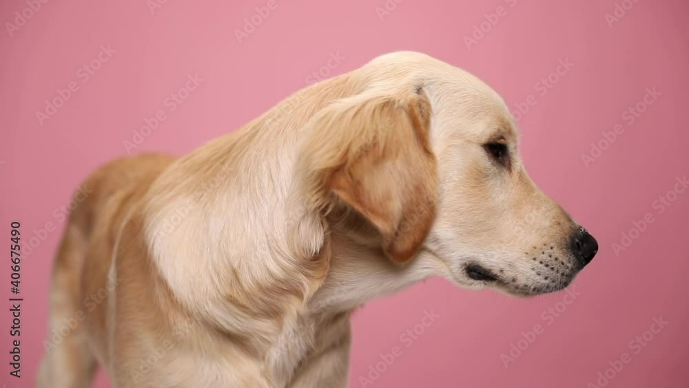 Labrador retriever puppy standing, looking to side and licking nose, looking up, sitting on pink background in studio Labrador retriever puppy standing, looking to side and licking nose, looking up, sitting on pink background in studio