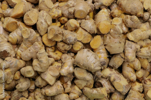 Cassumunar ginger herb for medicine in thailand