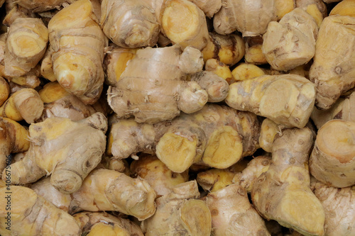 Cassumunar ginger herb for medicine in thailand