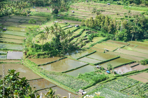 Campos de arroz. Arrozales en Bali. Indonesia © Sergio