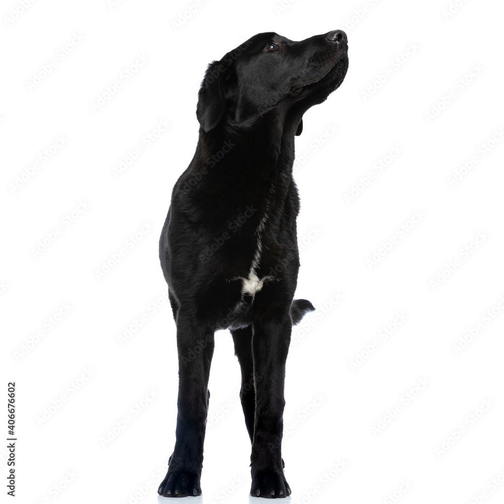 Naklejka premium black labrador retriever dog falling in his deep thoughts