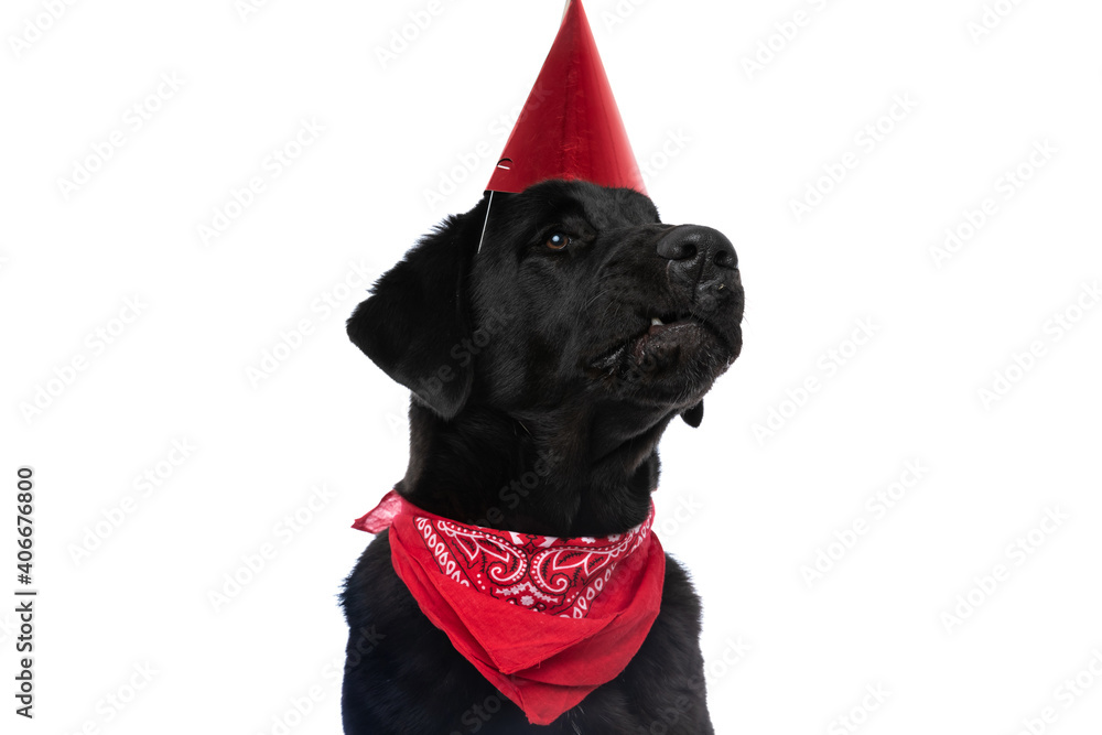 cute labrador retriever dog showing his teeth cute labrador retriever dog showing his teeth