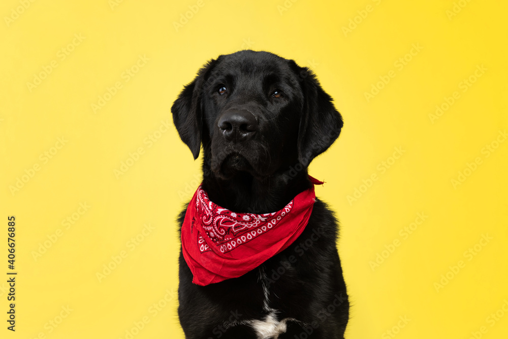 labrador retriever dog looking away and wearing a red bandana labrador retriever dog looking away and wearing a red bandana