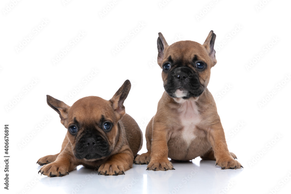 two french bulldog dogs with fawn fur sitting and laying