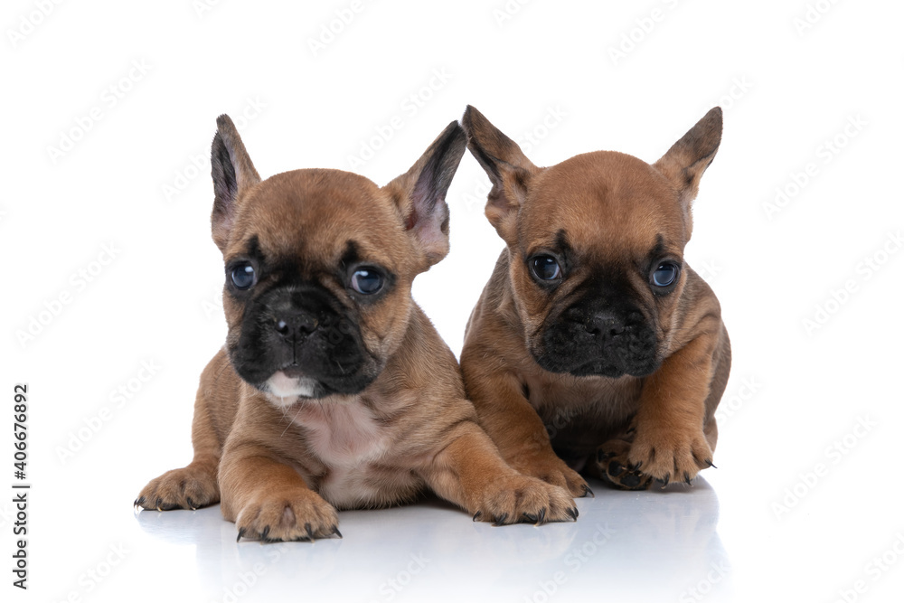 two french bulldog dogs with fawn fur are lying down