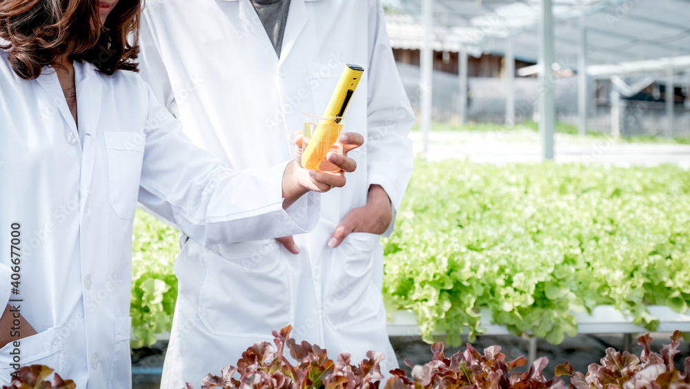 2 Scientists examined the quality of vegetable organic salad and lettuce from the farmer's hydroponic farm 2 Scientists examined the quality of vegetable organic salad and lettuce from the farmer's hydroponic farm