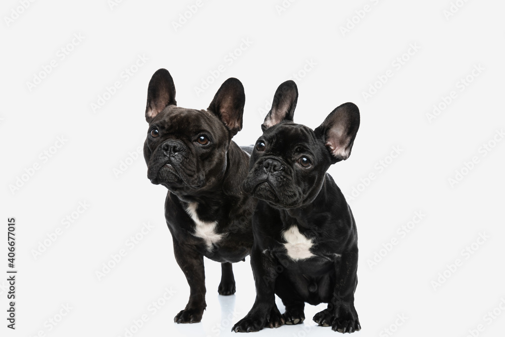 two cute french bulldog dogs looking aside at something