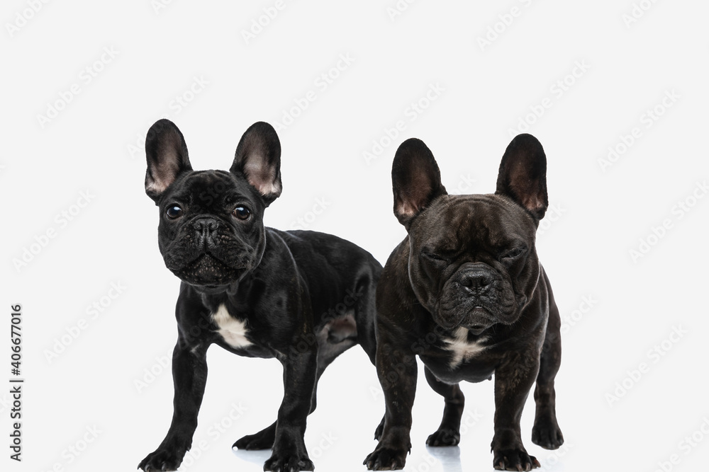 french bulldog dogs standing side by side and feeling sleepy