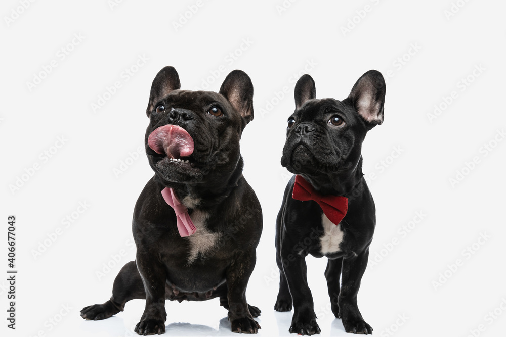 two french bulldog dogs licking mouth and wearing a bowtie