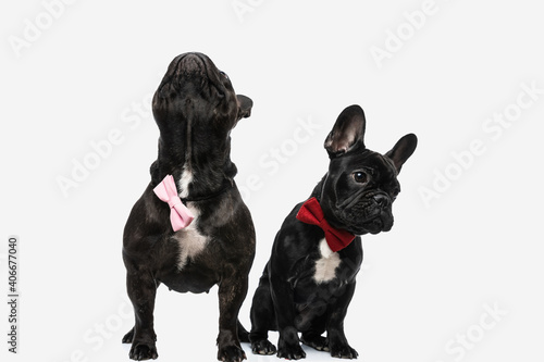 Fototapeta Naklejka Na Ścianę i Meble -  two cute french bulldog dogs looking aside and up