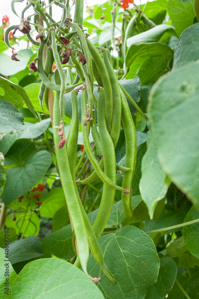 Runner bean plants growing in a vegetable garden, UK Runner bean plants growing in a vegetable garden, UK