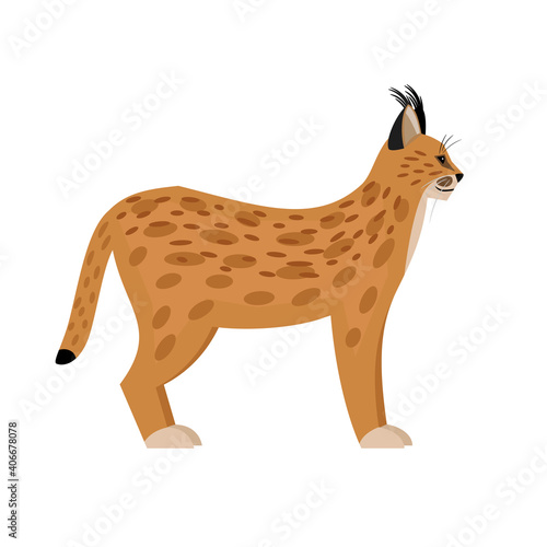 Wild lynx. Cartoon cute cat of wildlife, fast beast of nature, exotic zoo character, vector illustration of caracal isolated on white background