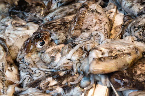 Cuttlefish displayed for sale on a fish market, Venice, Italy