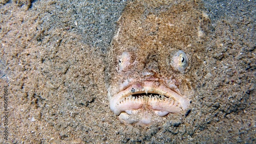 Foto Stargazer fish is using camouflage to hide inside deep blue water of the Red Sea
