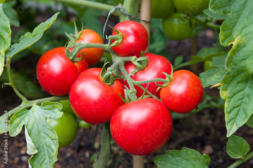 Ripe tomatoes growing on a vine in a vegetable garden, UK