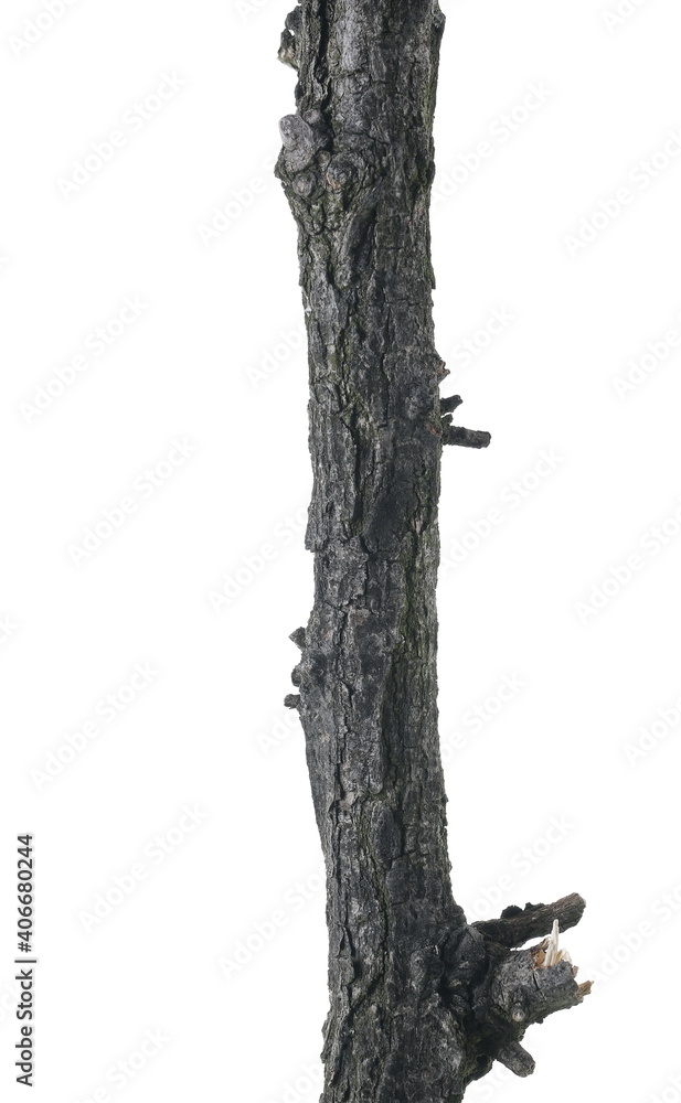 Fototapeta premium Naked tree branch, twig isolated on white background and texture, clipping path