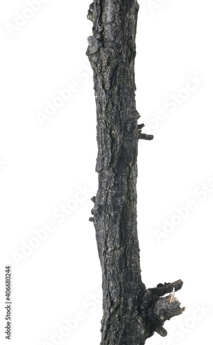 Naked tree branch, twig isolated on white background and texture, clipping path