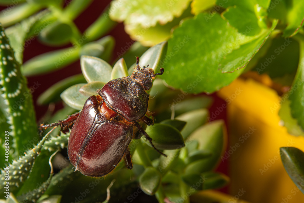 Beetle, a brown beetle seen in close walking on plants, selective focus. Beetle, a brown beetle seen in close walking on plants, selective focus.
