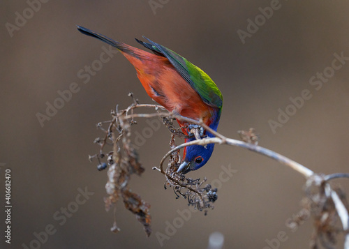 Painted bunting, bird photo