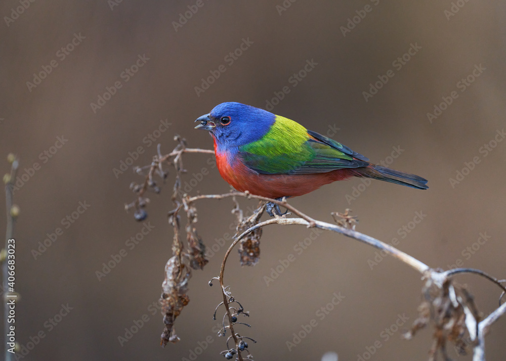 Painted bunting, birds