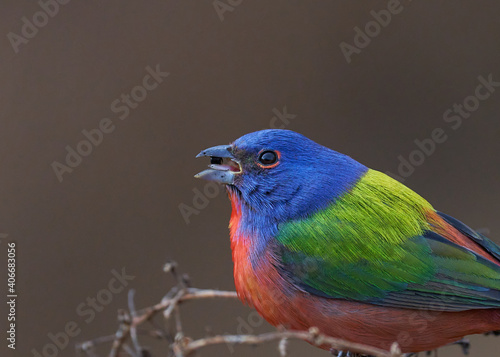 Painted bunting, bird