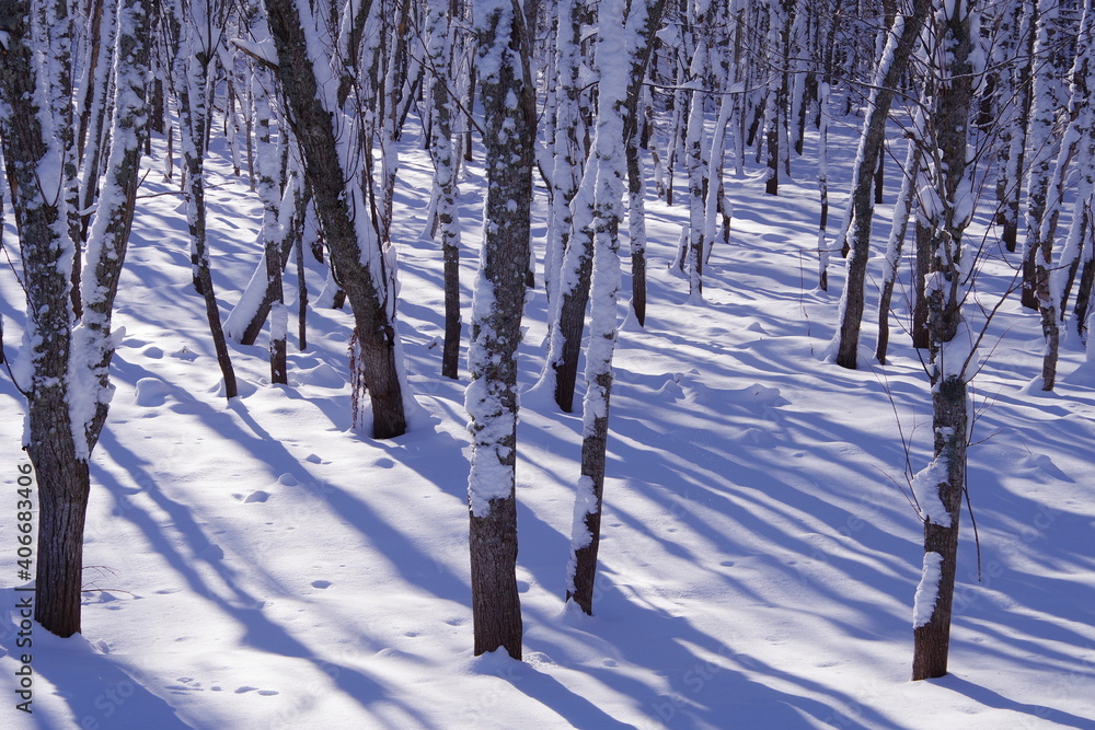 Fototapeta premium 白い雪に覆われた冬の森。日差しの中で雪の上に木の影が伸びています。