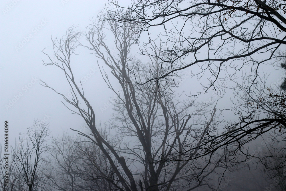 Forest in a winter day with fog