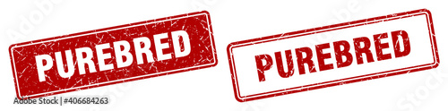 purebred stamp set. purebred square grunge sign