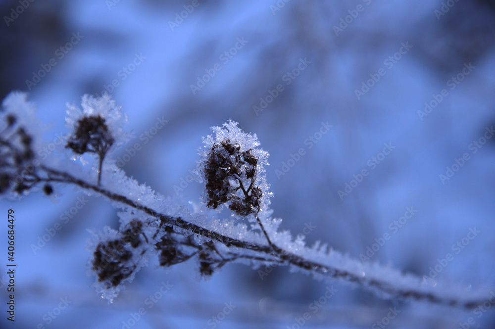 Obraz premium びっしりと霜の付いた冬の木の枝。極寒の朝の自然。