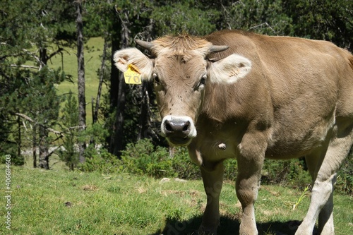 brown cow grazing on fenced farm, huesca, spain