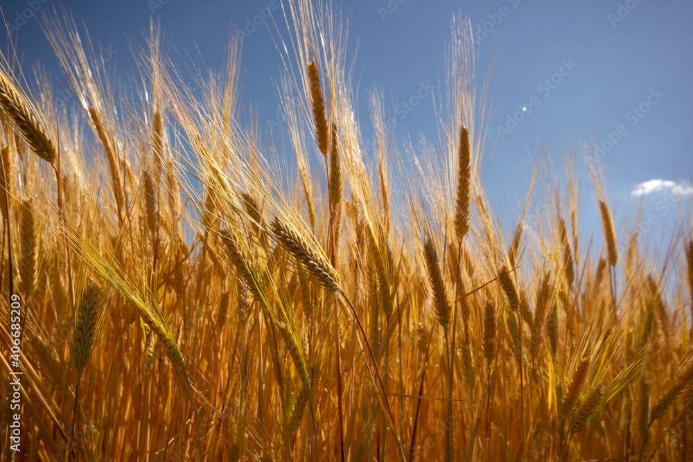 Obraz premium Farming. Wheat field in summer.