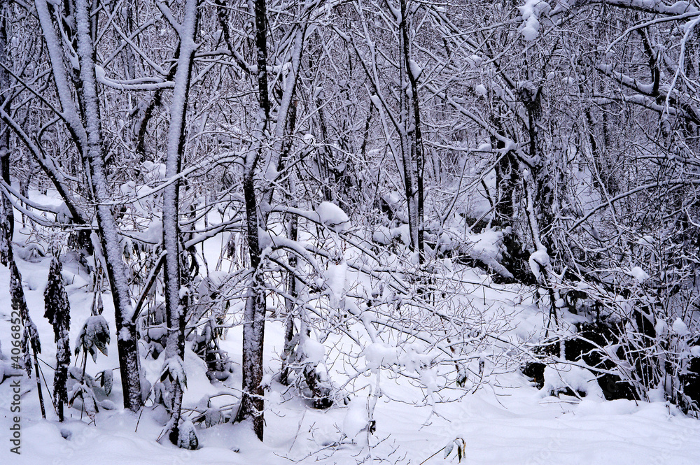 冬の森。雪と霜で白くなった木々。 冬の森。雪と霜で白くなった木々。