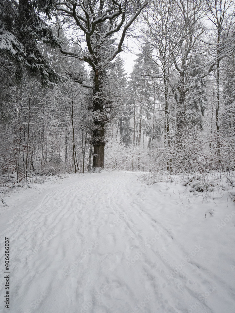 Beautiful forest winter wonderland scene after heavy snowfall in Switzerland low angle