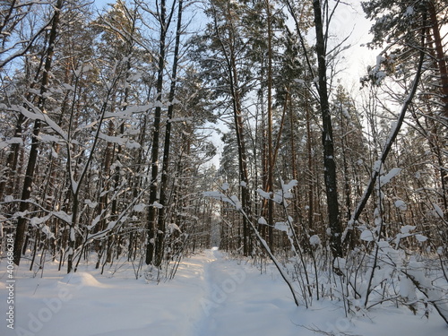Winter park, snow, pine trees. © Oleg