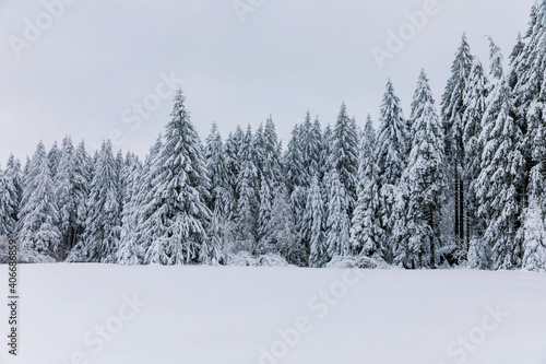 Pine trees in forest covered with snow on frosty evening. Beautiful stunning winter panorama, winterwonderland. Germany, Hesse, Hoherodskodskopf © Irina Schmidt