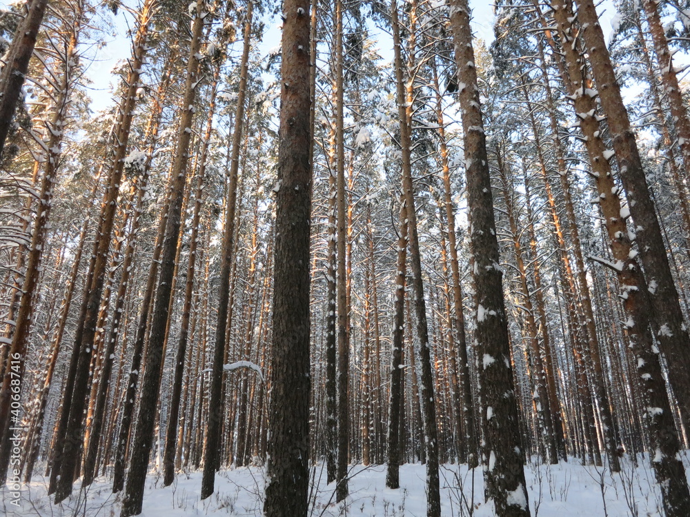 Fototapeta premium Winter park, snow, pine trees.