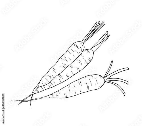 Vector black and white illustration of fresh carrots. Sketch of vegetables isolated on a white background