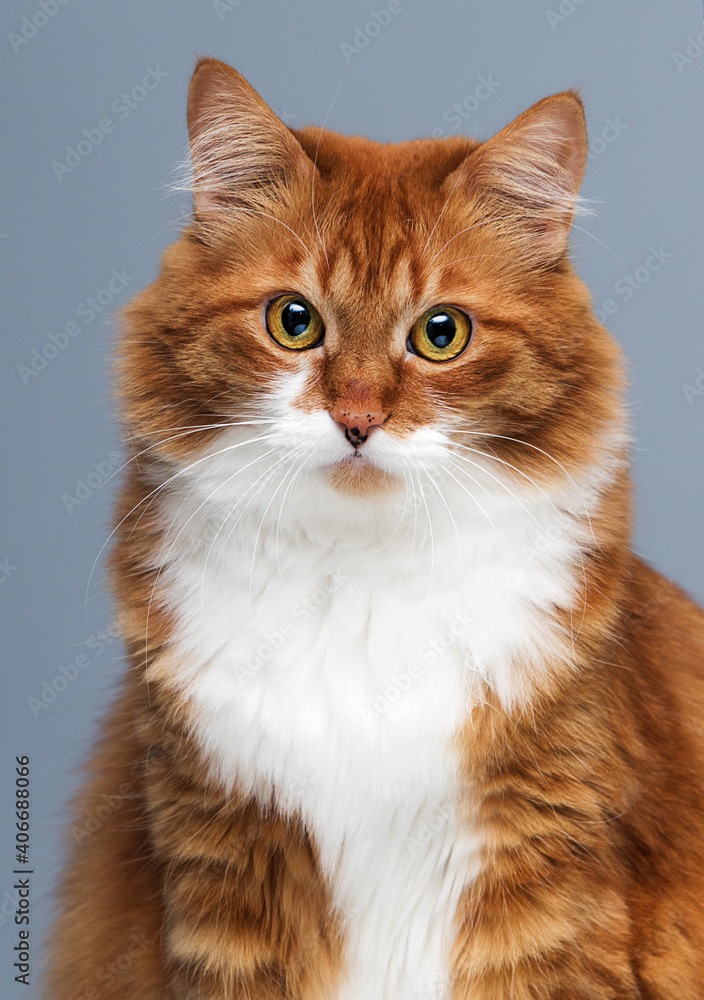 red tabby adult cat looking