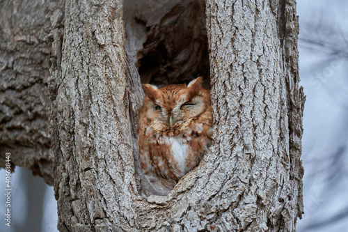 Screech Owl photo