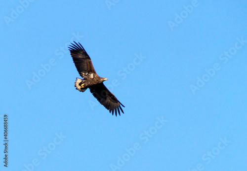 eagle in flight © kwarner