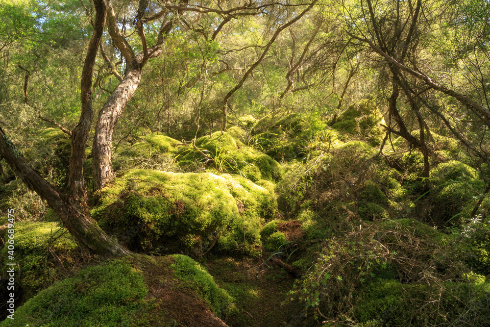 Fototapeta premium A forest of manuka trees in New Zealand. The sun-dappled ground beneath is covered in hummocks of moss