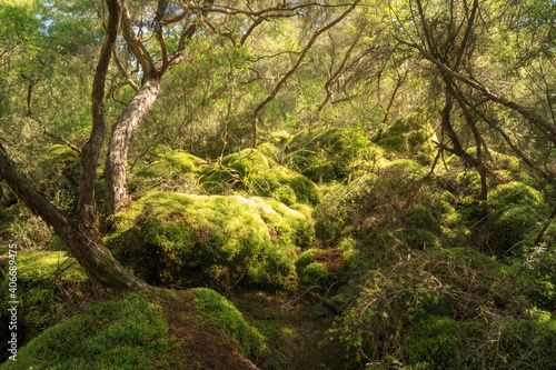 A forest of manuka trees in New Zealand. The sun-dappled ground beneath is covered in hummocks of moss